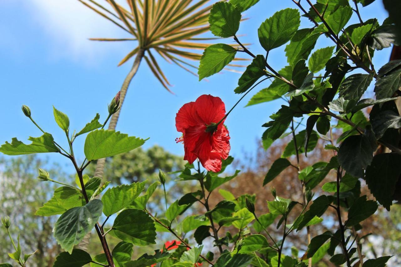 Morada Dos Hibiscos Hotel Praia do Rosa Esterno foto